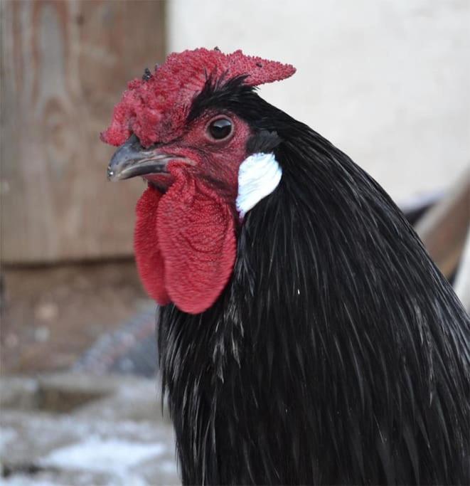 Gite Hansel De La Ferme Du Schneeberg 万根伯格 外观 照片